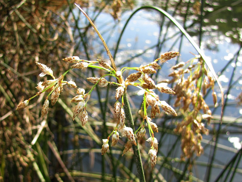 Изображение особи Schoenoplectus litoralis.