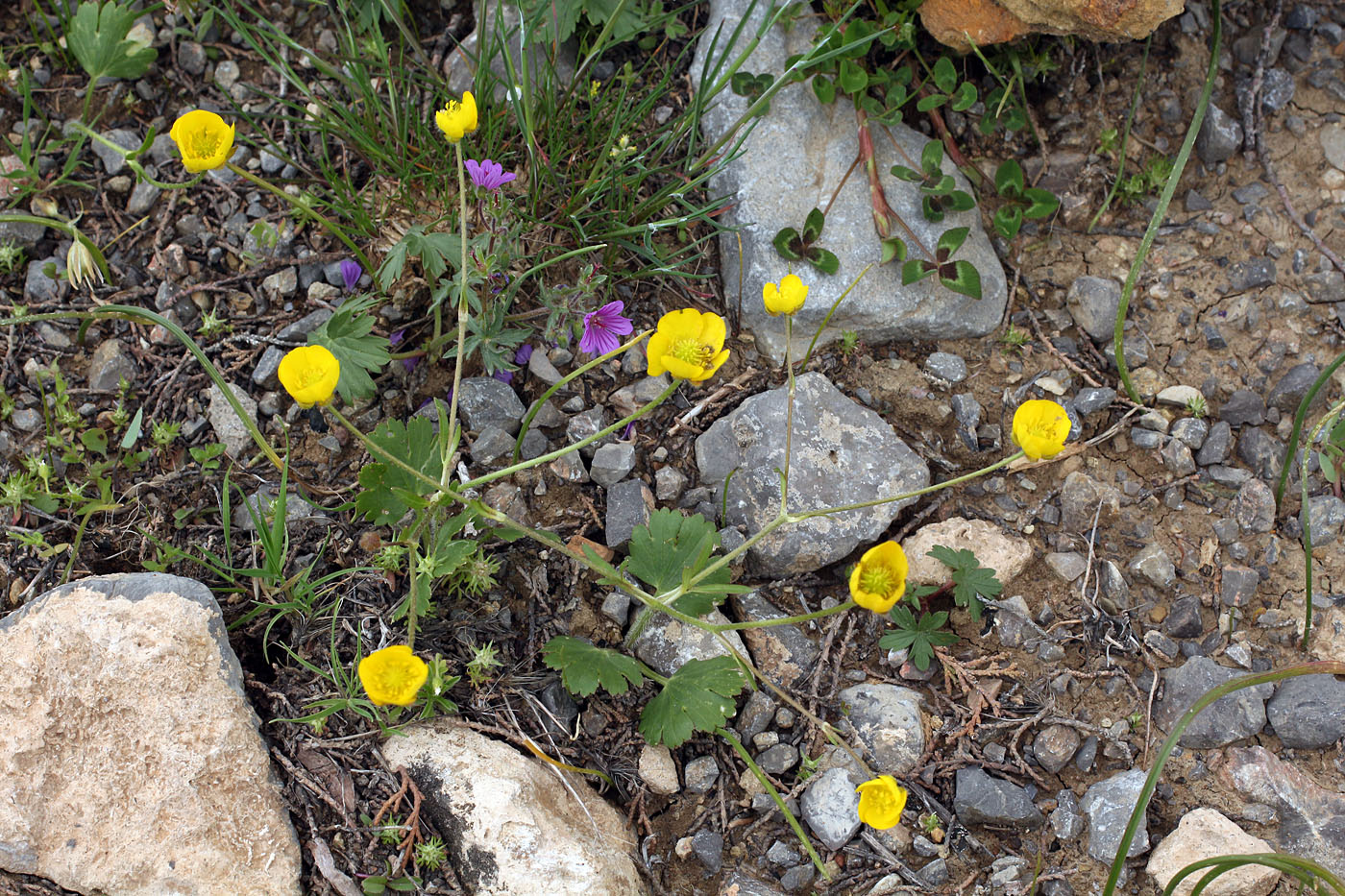 Изображение особи Ranunculus olgae.