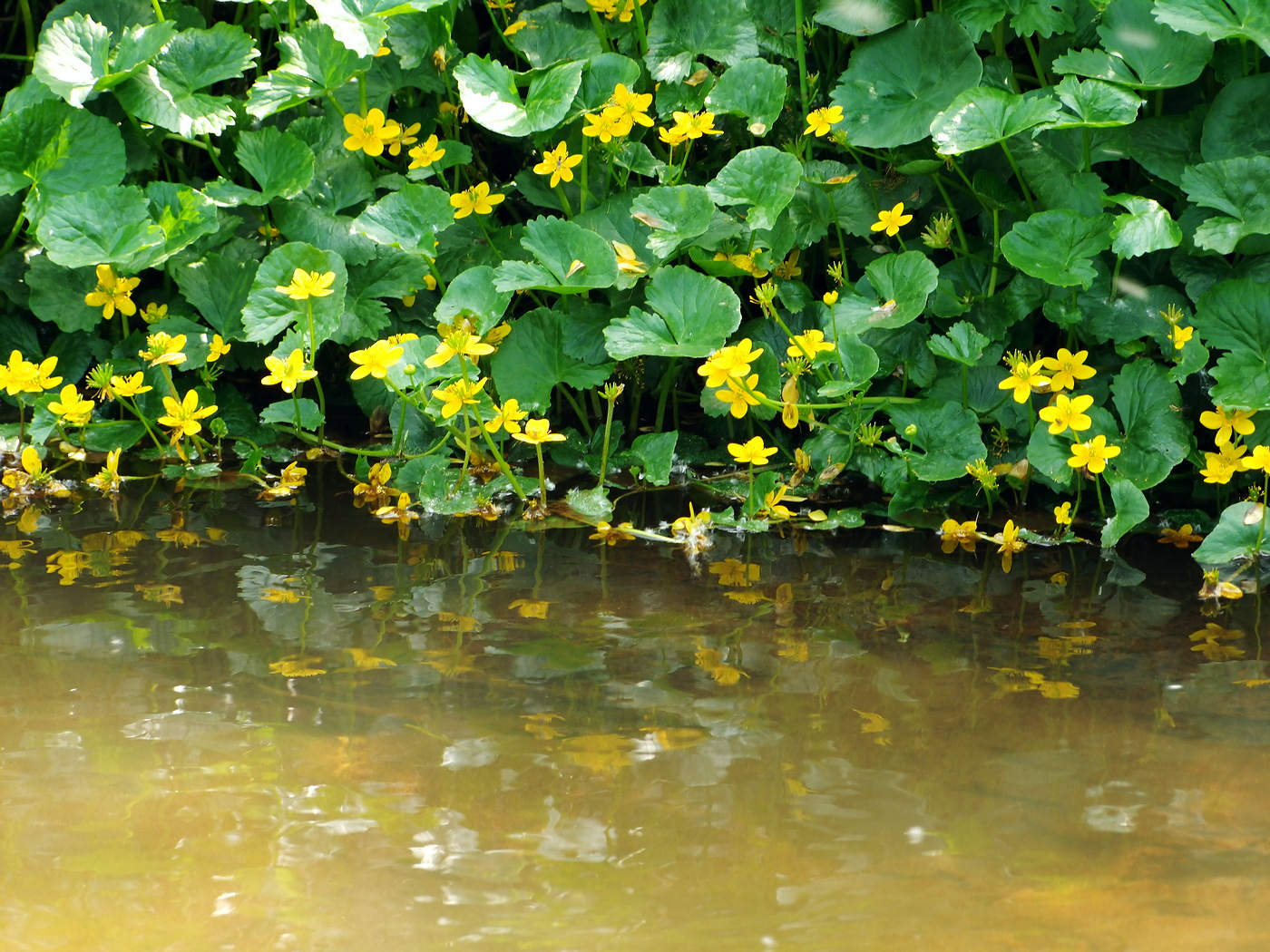 Изображение особи Caltha palustris.