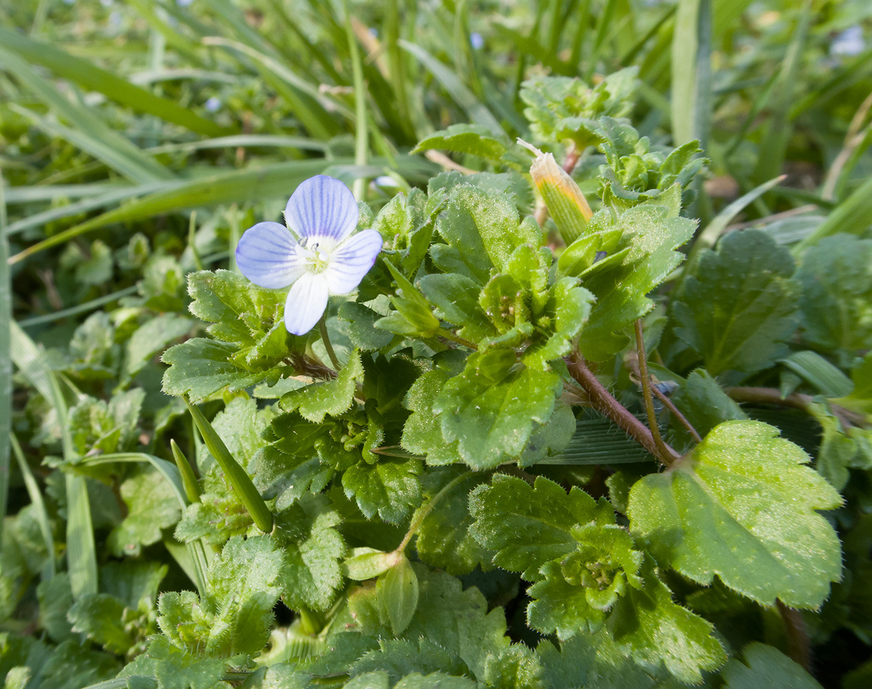 Image of Veronica persica specimen.