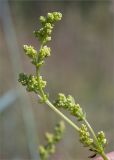 Image of taxon representative. Author is Мария Новикова