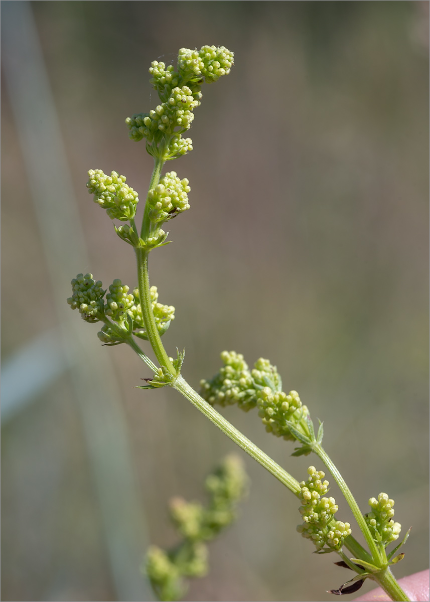 Изображение особи род Galium.