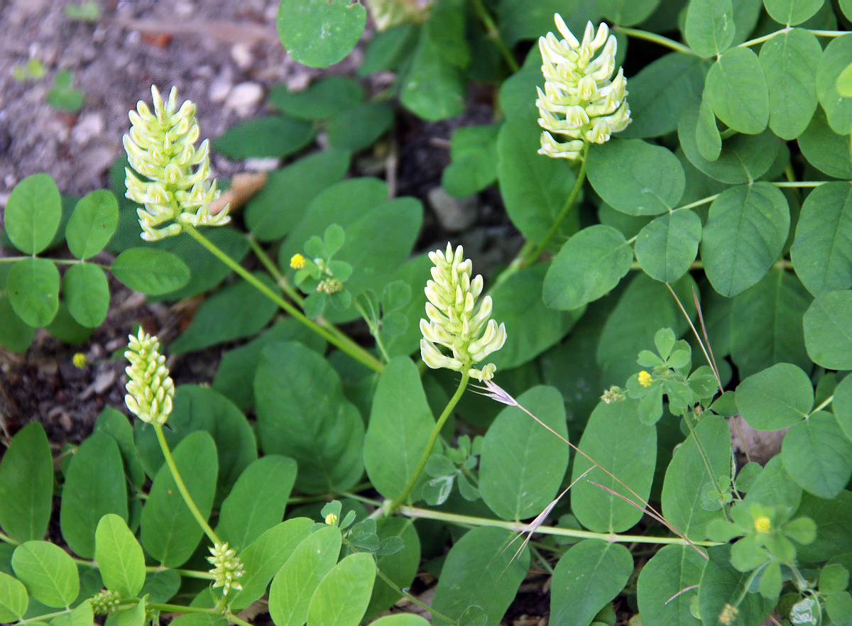 Image of Astragalus glycyphyllos specimen.