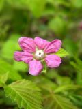 Rubus arcticus