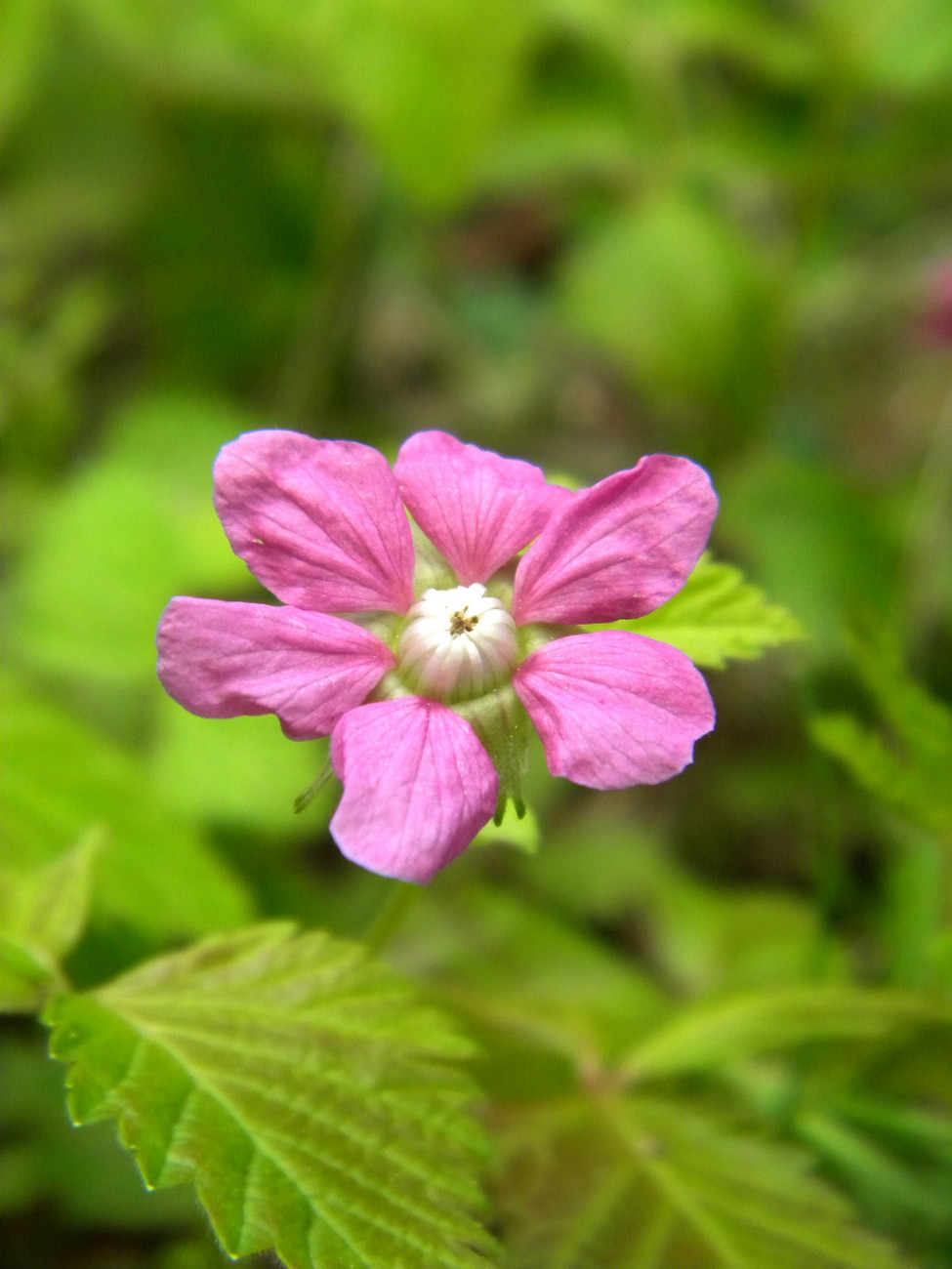 Изображение особи Rubus arcticus.