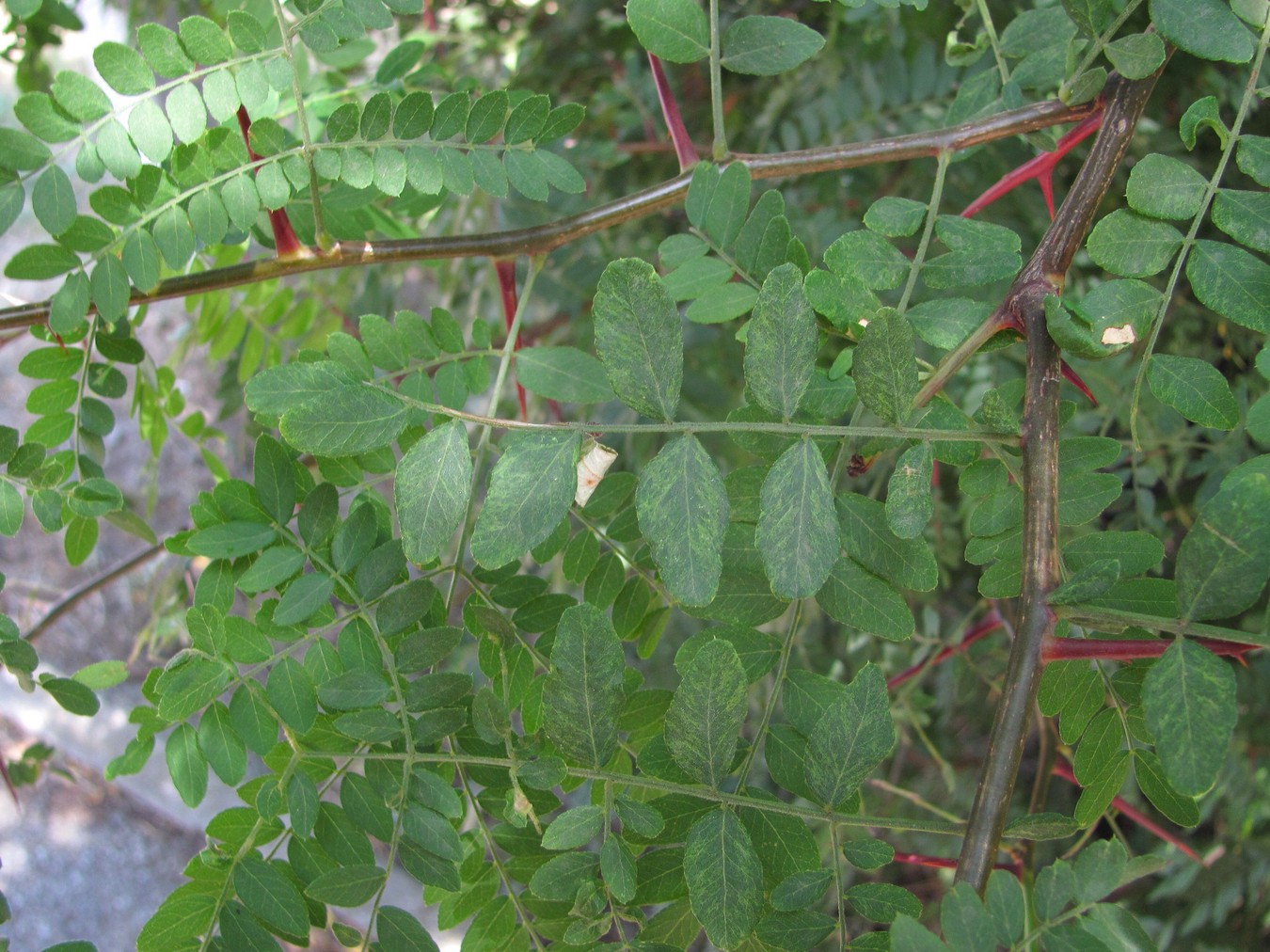 Изображение особи Gleditsia triacanthos.