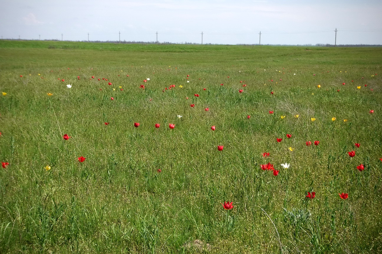 Изображение особи Tulipa suaveolens.