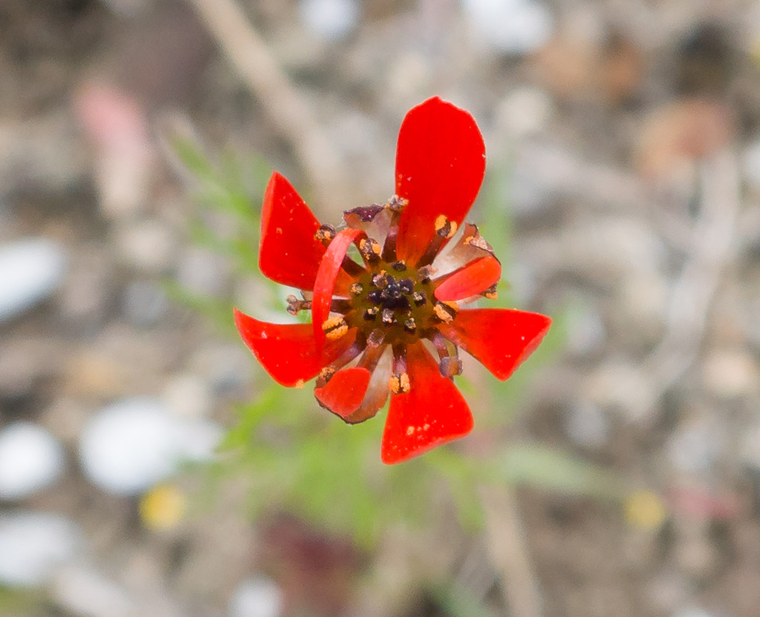 Изображение особи Adonis flammea.