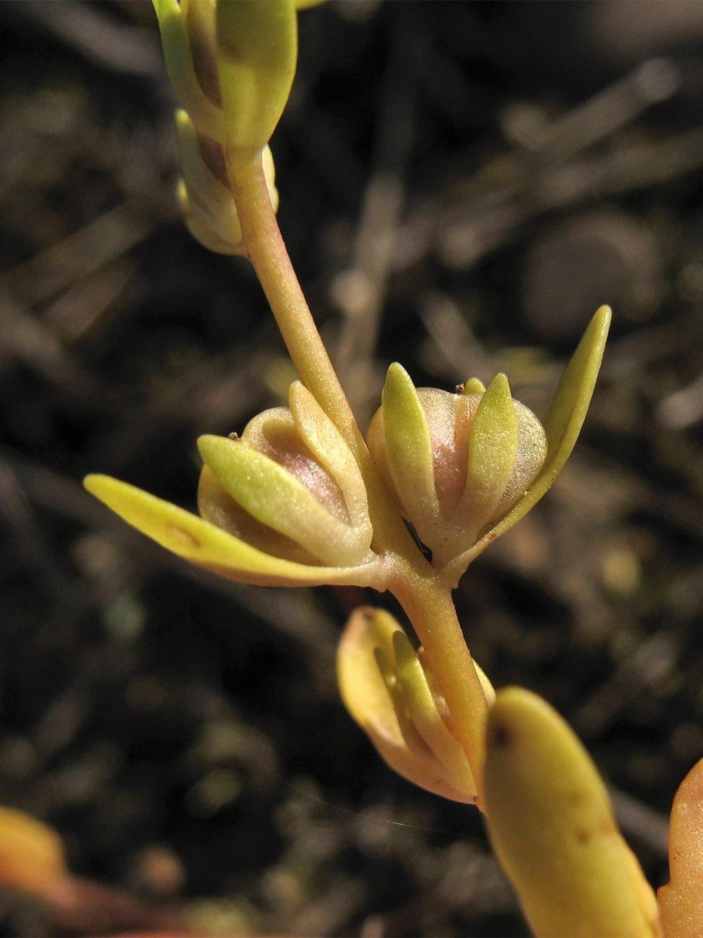 Image of Veronica peregrina specimen.