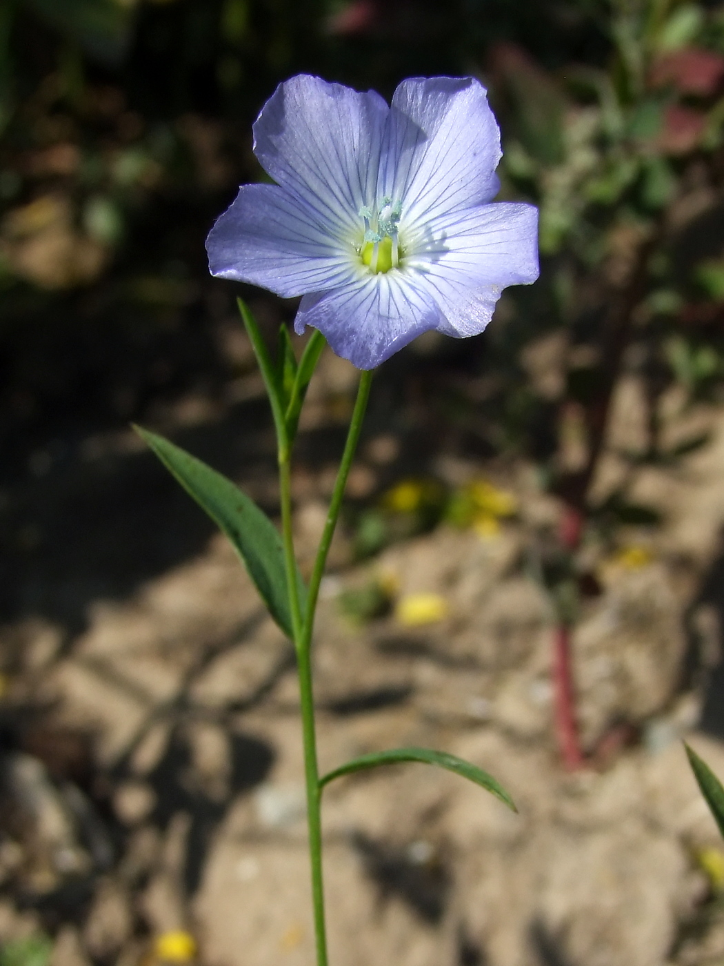 Изображение особи Linum usitatissimum.