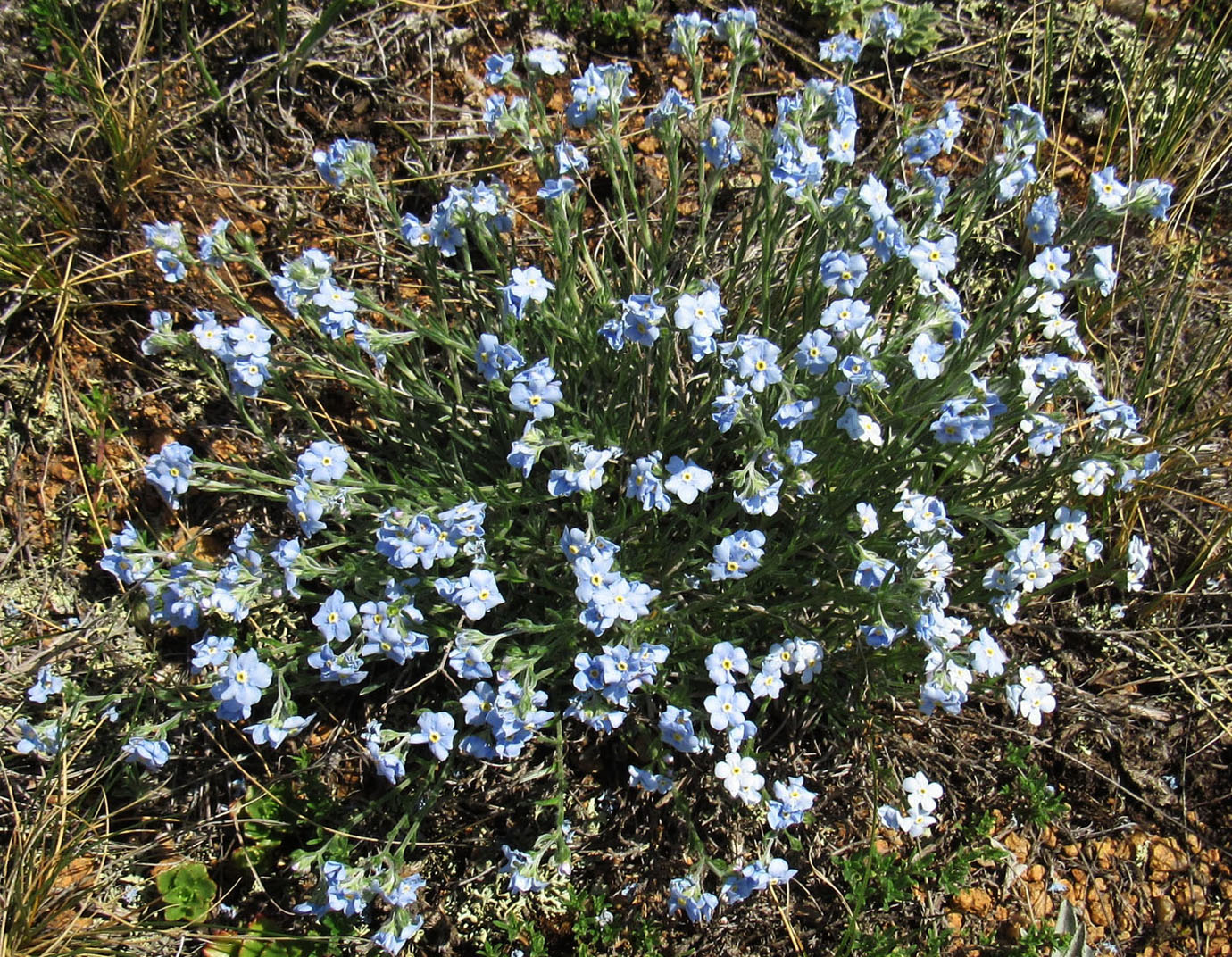 Изображение особи род Myosotis.