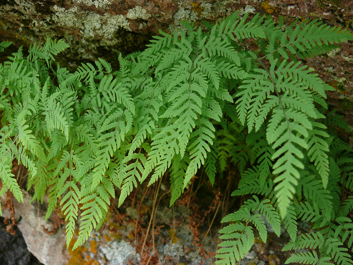 Изображение особи Gymnocarpium jessoense.