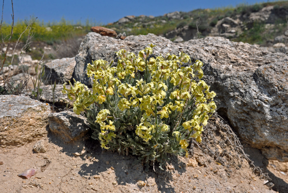 Image of Matthiola odoratissima specimen.