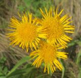 Inula oculus-christi