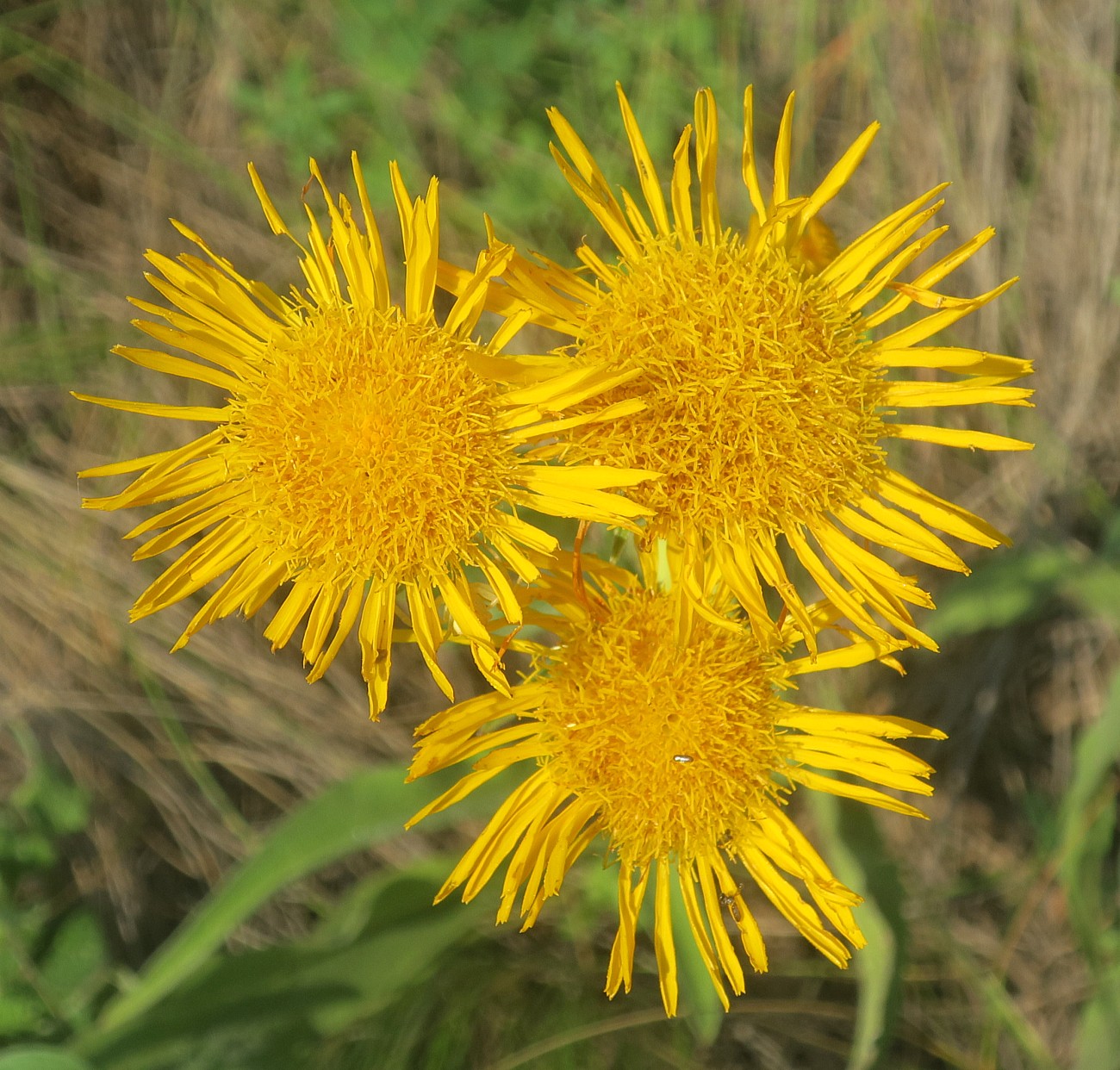 Изображение особи Inula oculus-christi.