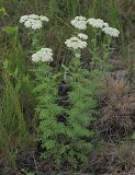 Achillea nobilis