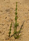 Equisetum arvense