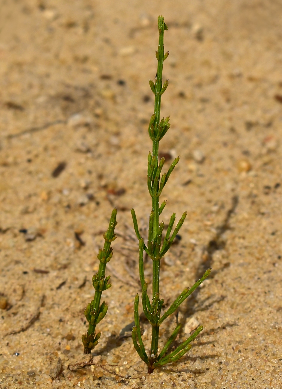 Изображение особи Equisetum arvense.