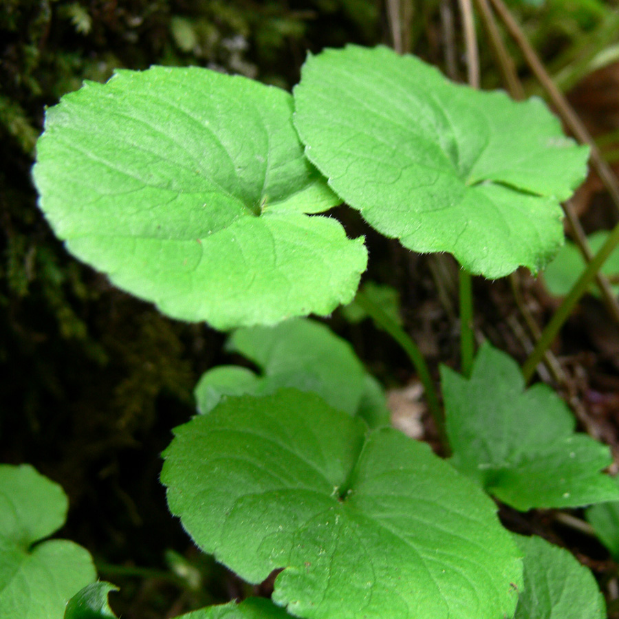 Image of Viola biflora specimen.