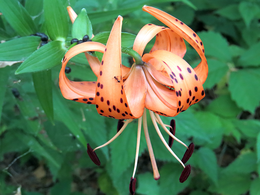 Image of Lilium lancifolium specimen.