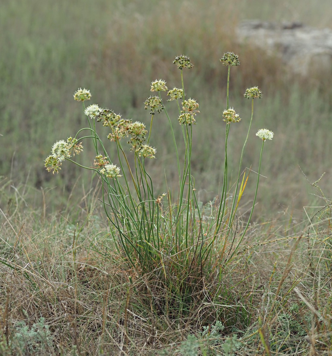 Изображение особи Allium flavescens.