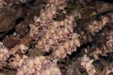 Lathraea squamaria