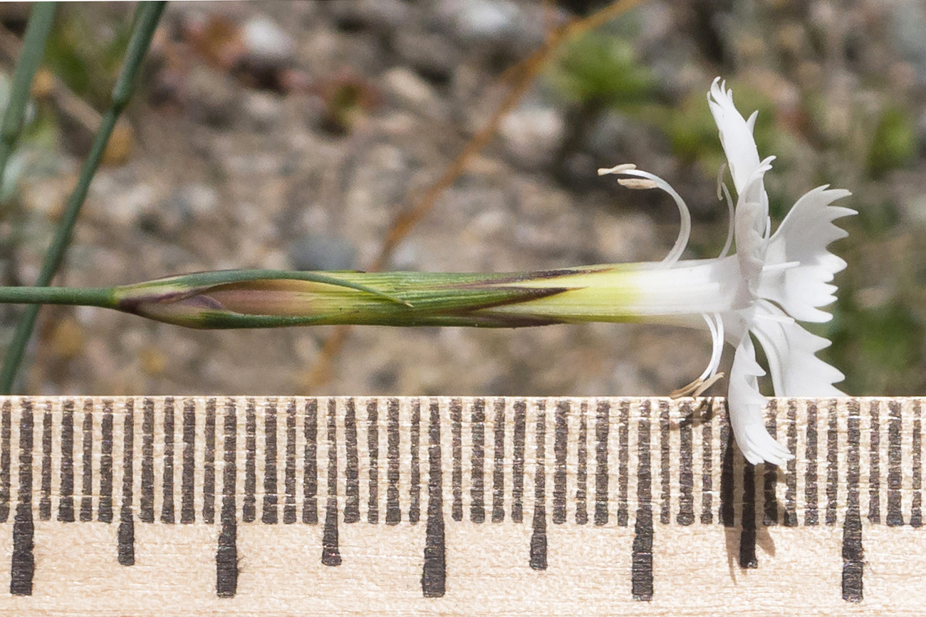 Изображение особи Dianthus cretaceus.