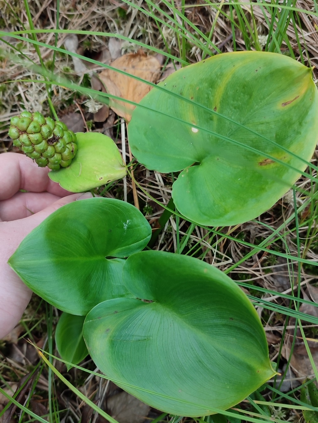 Image of Calla palustris specimen.