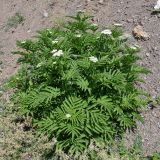 Sambucus ebulus. Цветущее растение. Крым, подножие горы Демерджи, окр. с. Лучистое, крепость Фуна. 16.07.2021.