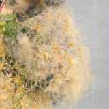Clematis vitalba. Плоды. Ростовская обл., г. Таганрог, в озеленении во дворе. 11.10.2021.