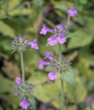 Clinopodium vulgare