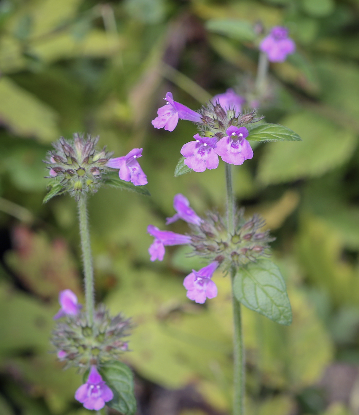 Изображение особи Clinopodium vulgare.