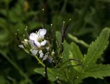 Cardamine macrophylla
