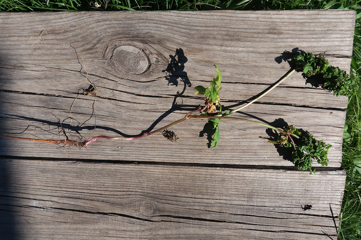 Image of genus Geranium specimen.