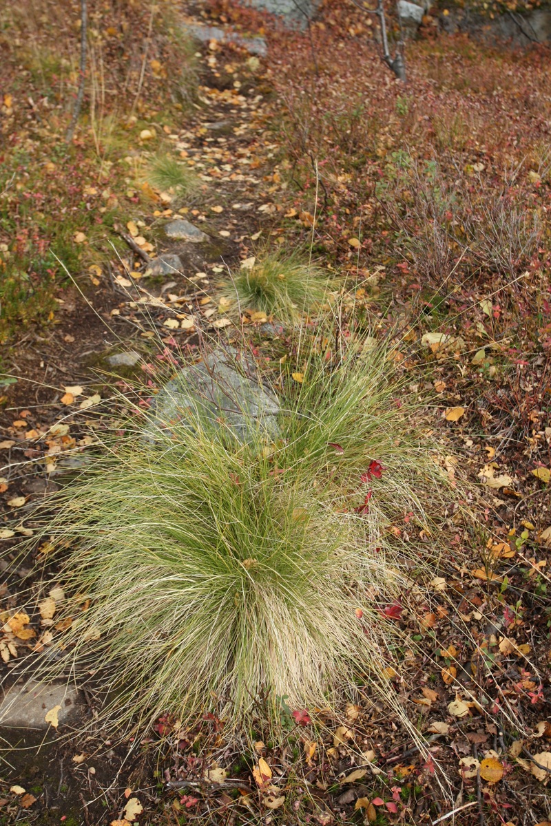 Изображение особи Nardus stricta.