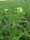 Oxytropis pilosa