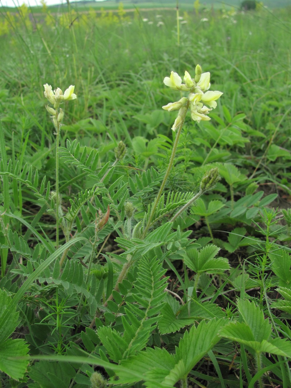 Image of Oxytropis pilosa specimen.