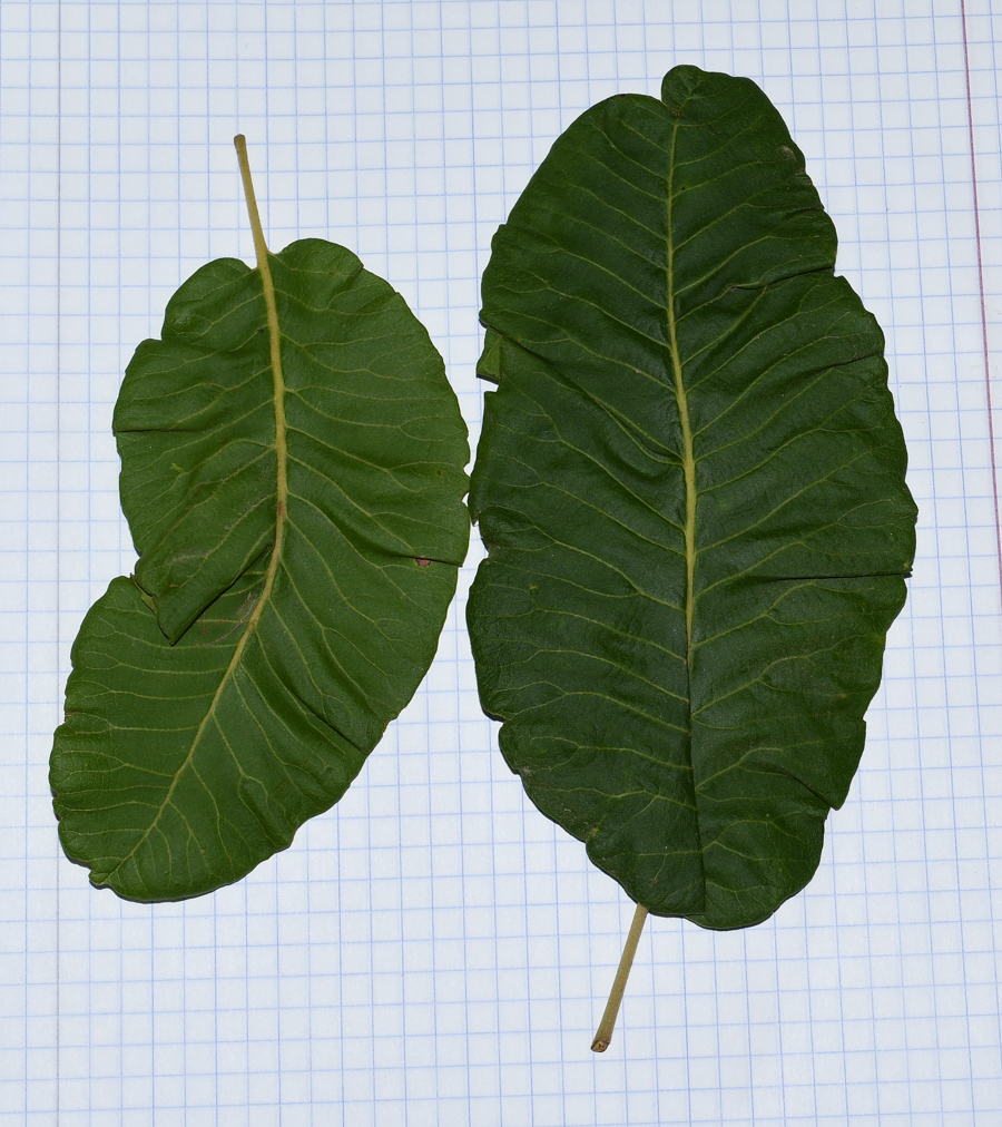 Image of Pappea capensis specimen.