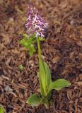 Orchis purpurea subspecies caucasica. Цветущее растение. Азербайджан, Шекинский р-н, лес на склоне отрога Главного Кавказского хребта. 18.04.2010.