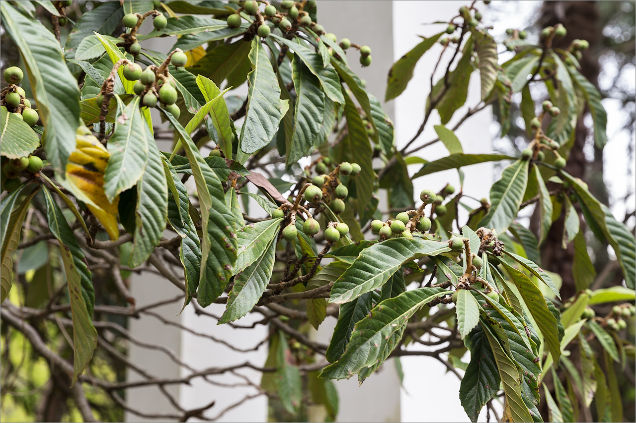 Image of Eriobotrya japonica specimen.