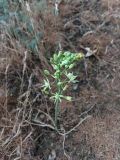 Ornithogalum pyrenaicum