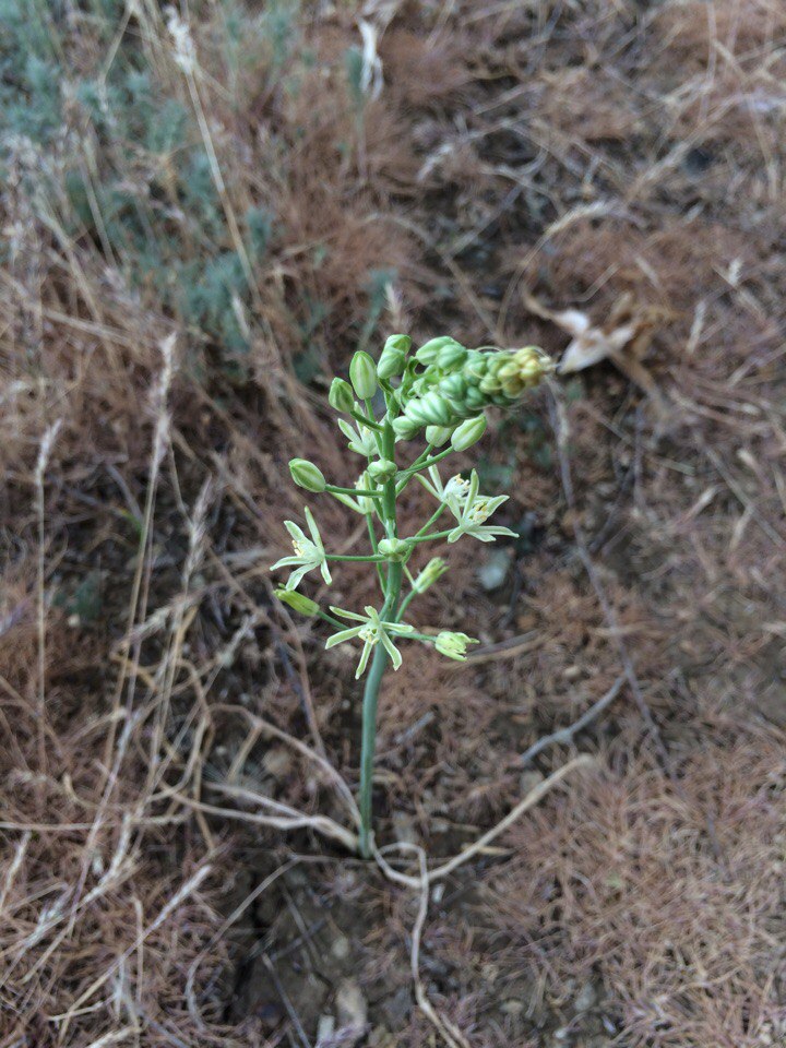 Изображение особи Ornithogalum pyrenaicum.