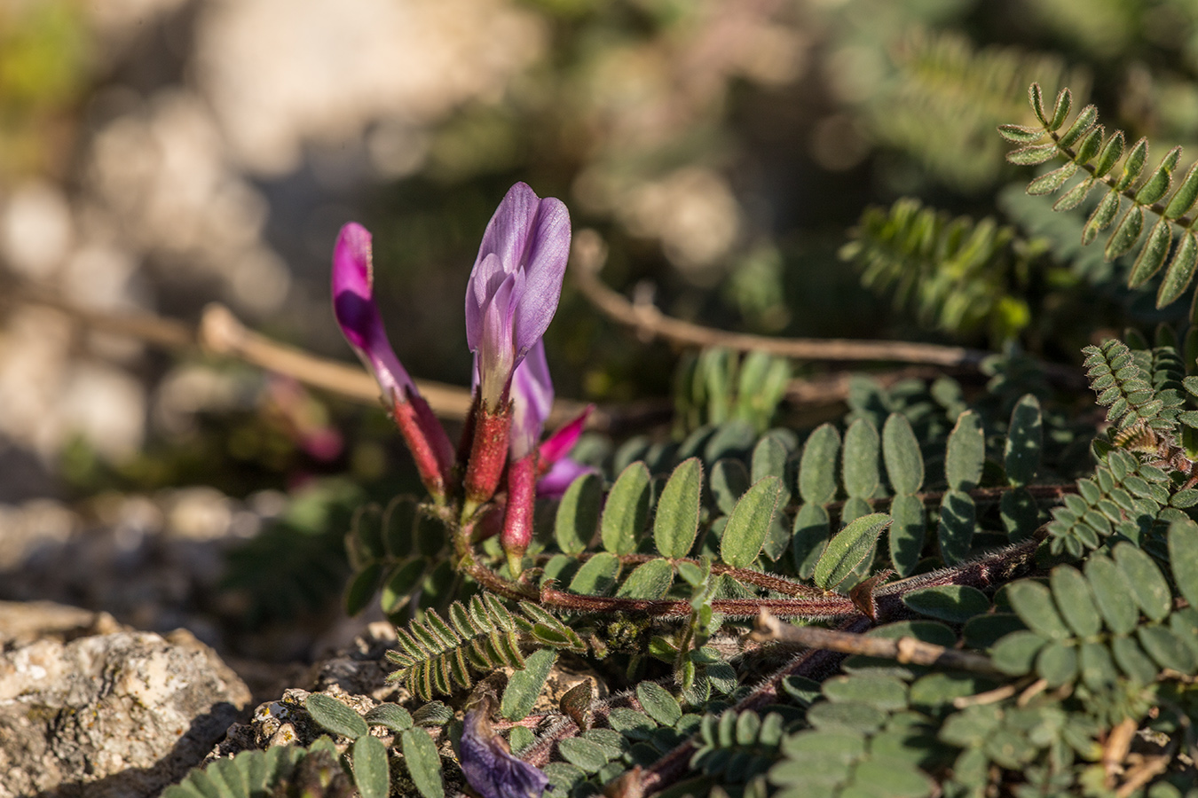 Изображение особи Astragalus humifusus.