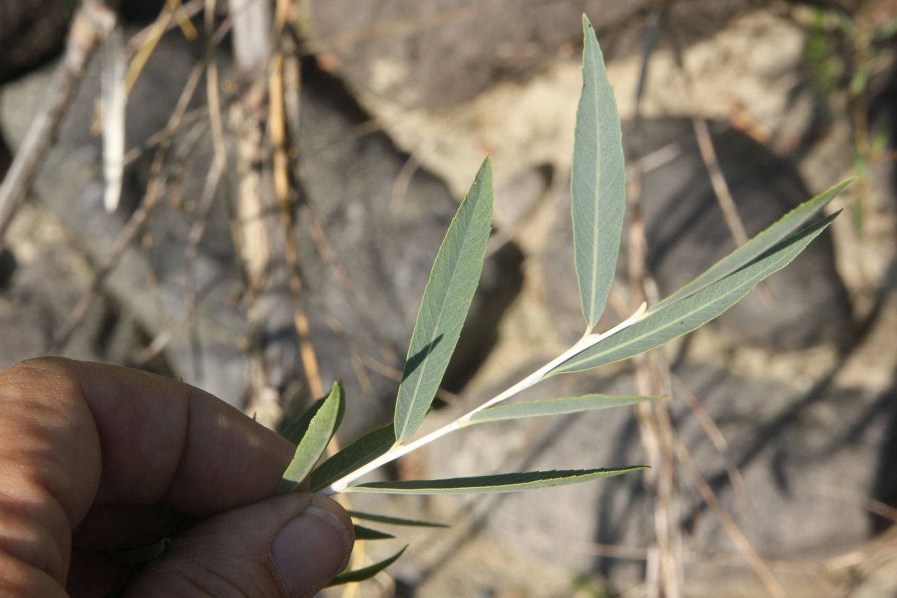 Изображение особи Salix ledebouriana.