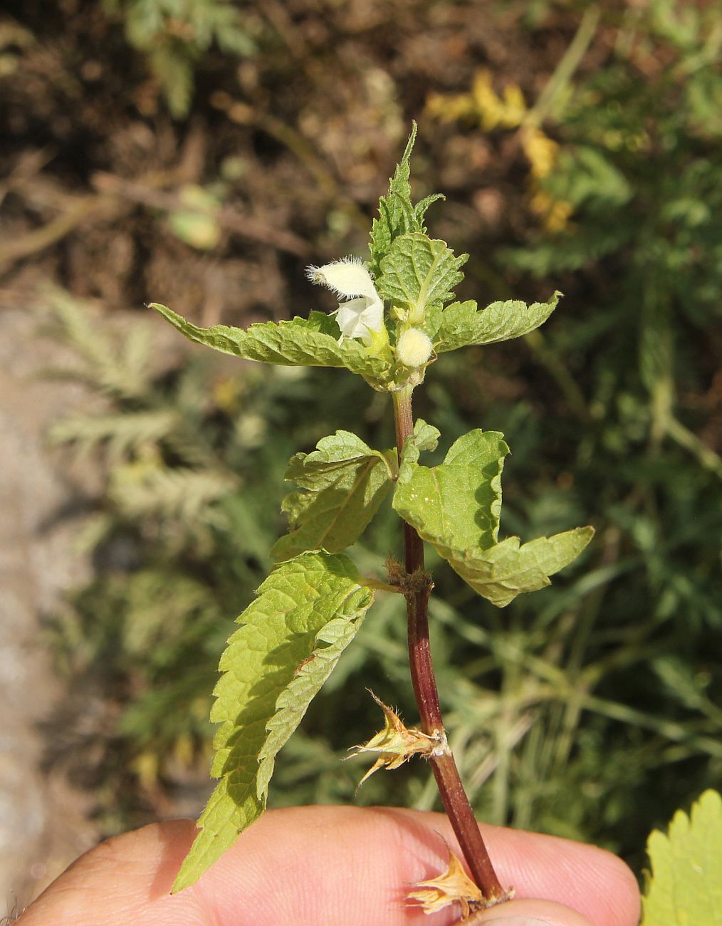 Image of Lamium album ssp. orientale specimen.