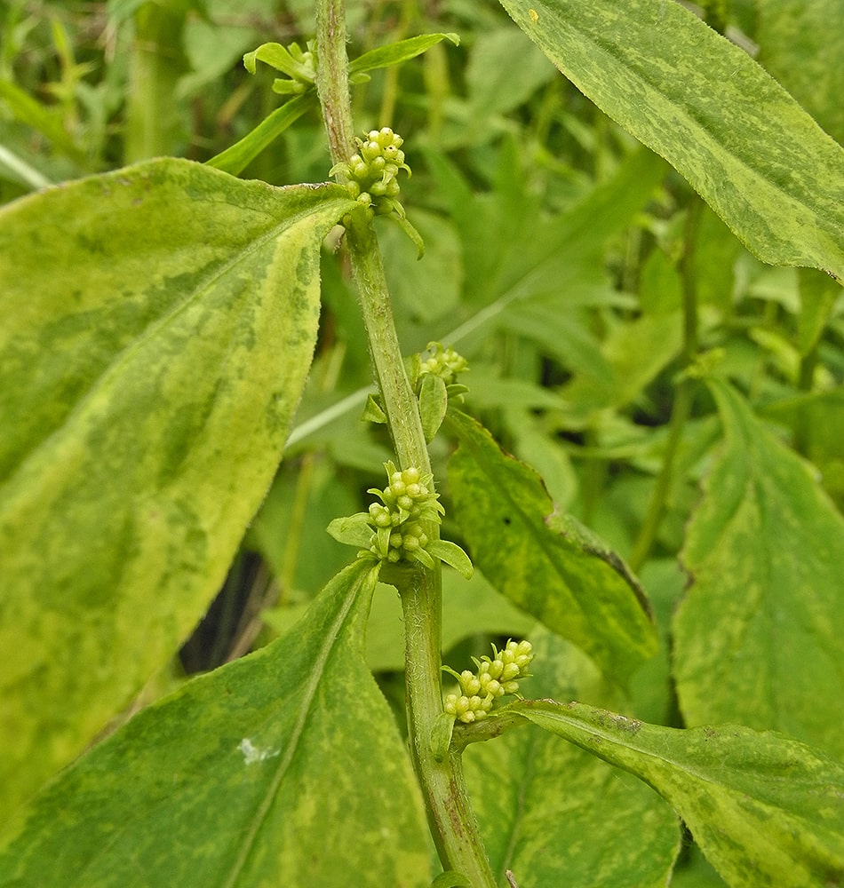 Image of Solidago flexicaulis specimen.