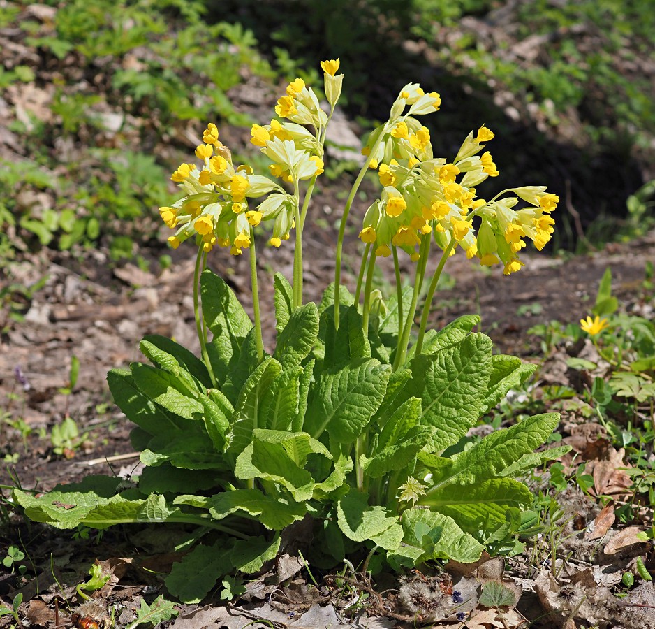 Image of Primula macrocalyx specimen.
