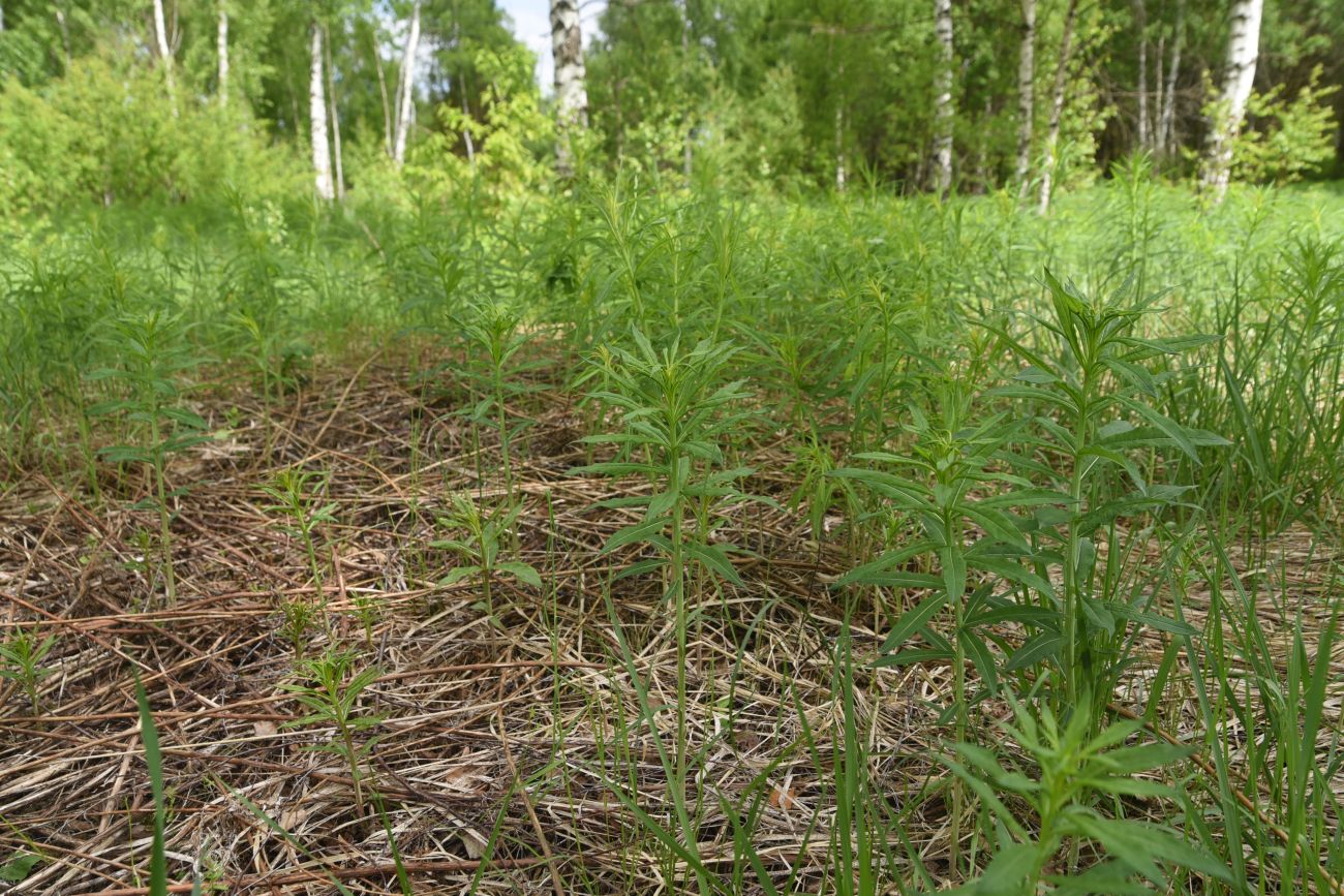 Изображение особи Chamaenerion angustifolium.