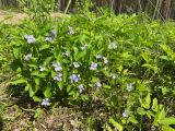 Viola canina