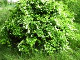 Spiraea ussuriensis